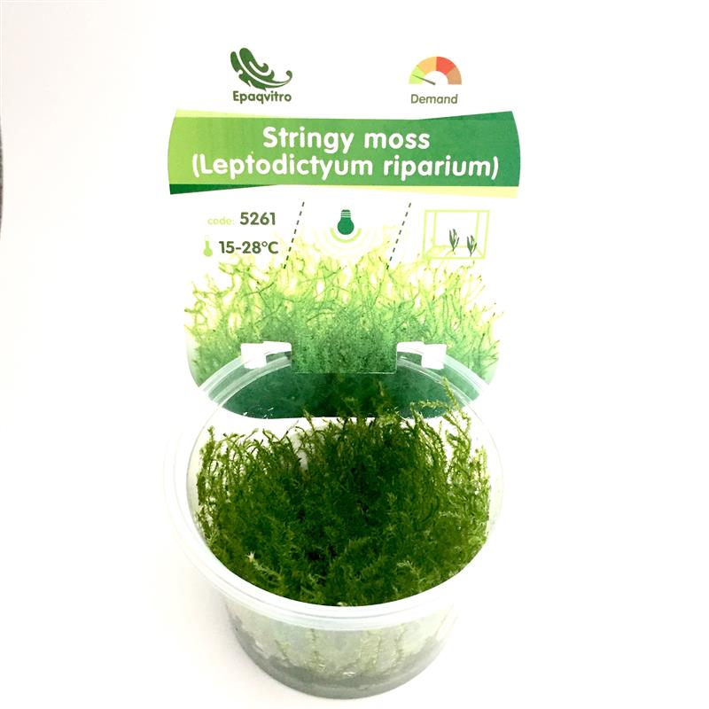 Stringy moss in cup